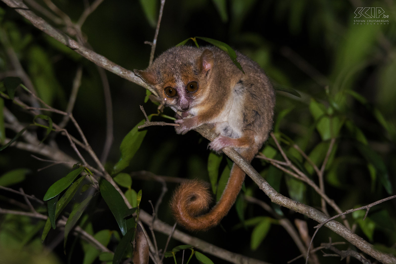 Kirindy - Dwergmuismaki De dwergmuismaki (Gray mouse lemur, Microcebus murinus) is niet alleen de kleinste maki maar ook ook een van de kleinste primaten ter wereld. Ze wegen 58-67 gram en het zijn nachtdieren. We zagen er een paar die tijdens onze nachtwandeling in Kirindy Forest. Stefan Cruysberghs